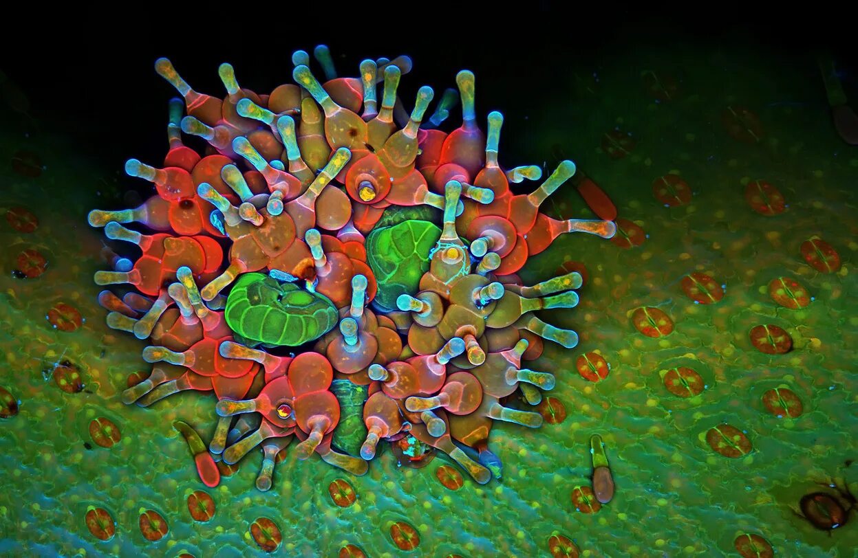 100 под микроскопом. Nikon small world photomicrography. мир под микроскопом. вид под микроскопом. витамины под микроскопом.