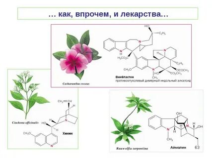 Алкалоид в чайных листьях 4