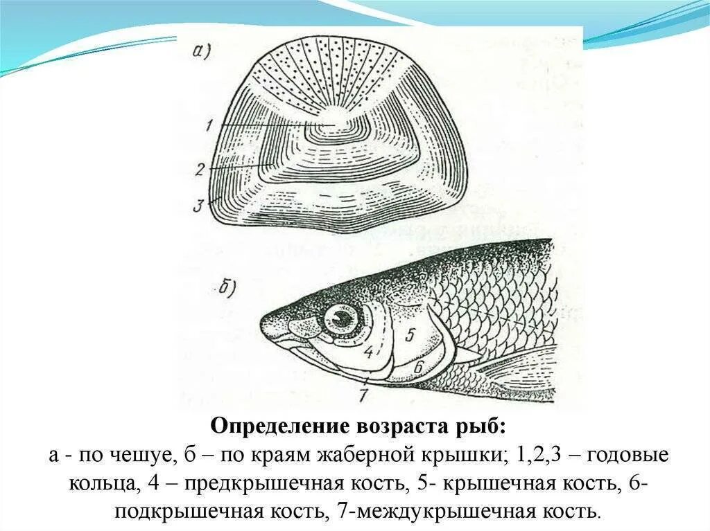 Строение чешуи карпа. Жаберные крышки у костных рыб. Жаберная крышка рыб Возраст. Как узнать Возраст костных рыб. Костные рыбы тело покрыто костной чешуей