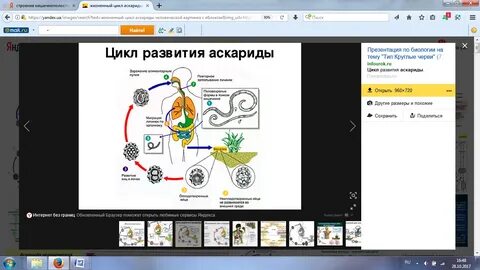 Круглые черви 8 класс биология конспект