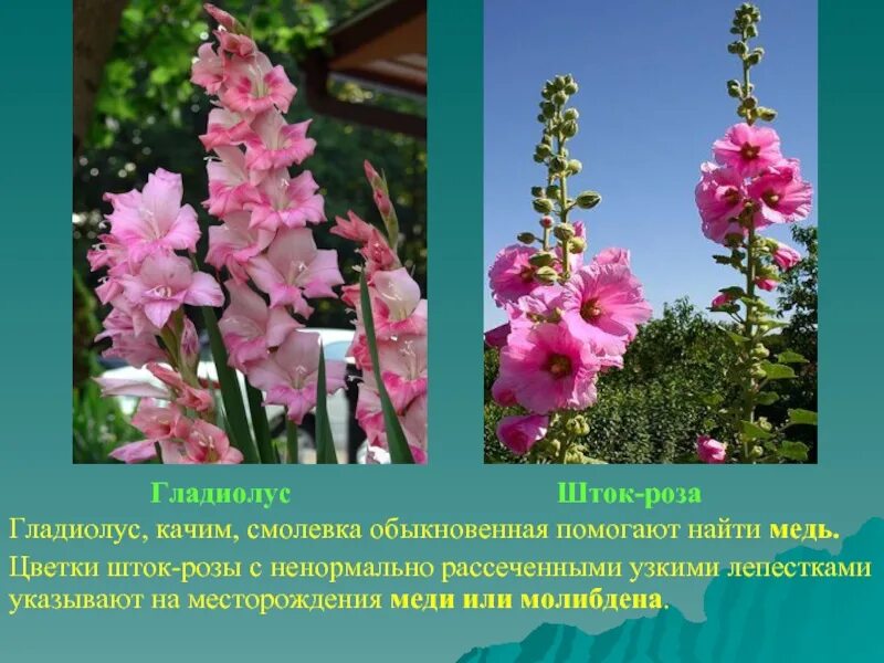 Растения которые помогают искать полезные ископаемые. Гладиолус ядрена малина. растения индикаторы полезных ископаемых. какие растения помогают найти полезные ископаемые.