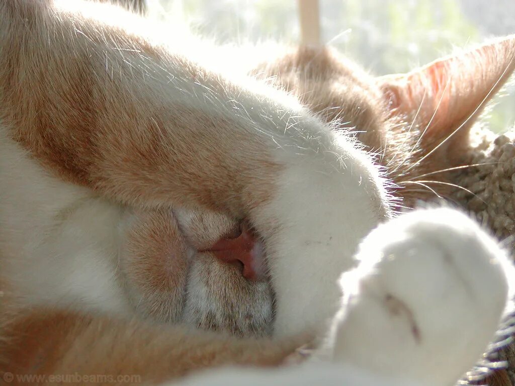 Кот проснулся. Просыпайся котик с надписью. Мне стыдно. Солнышко проснулось кот.
