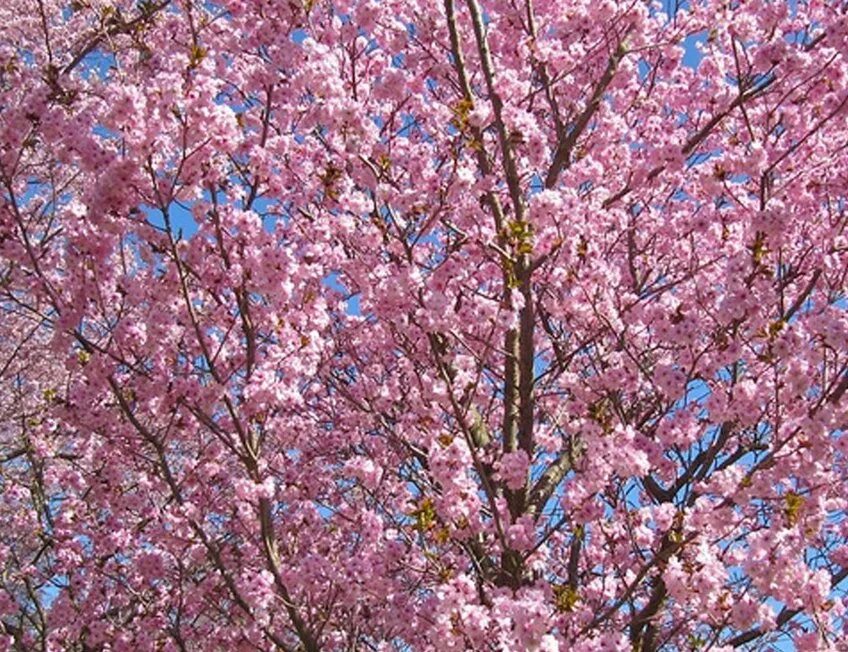 Прунус блоссом. Бенни Ютака Сакура. Сакура черри блоссом дерево. Прунус (Prunus).