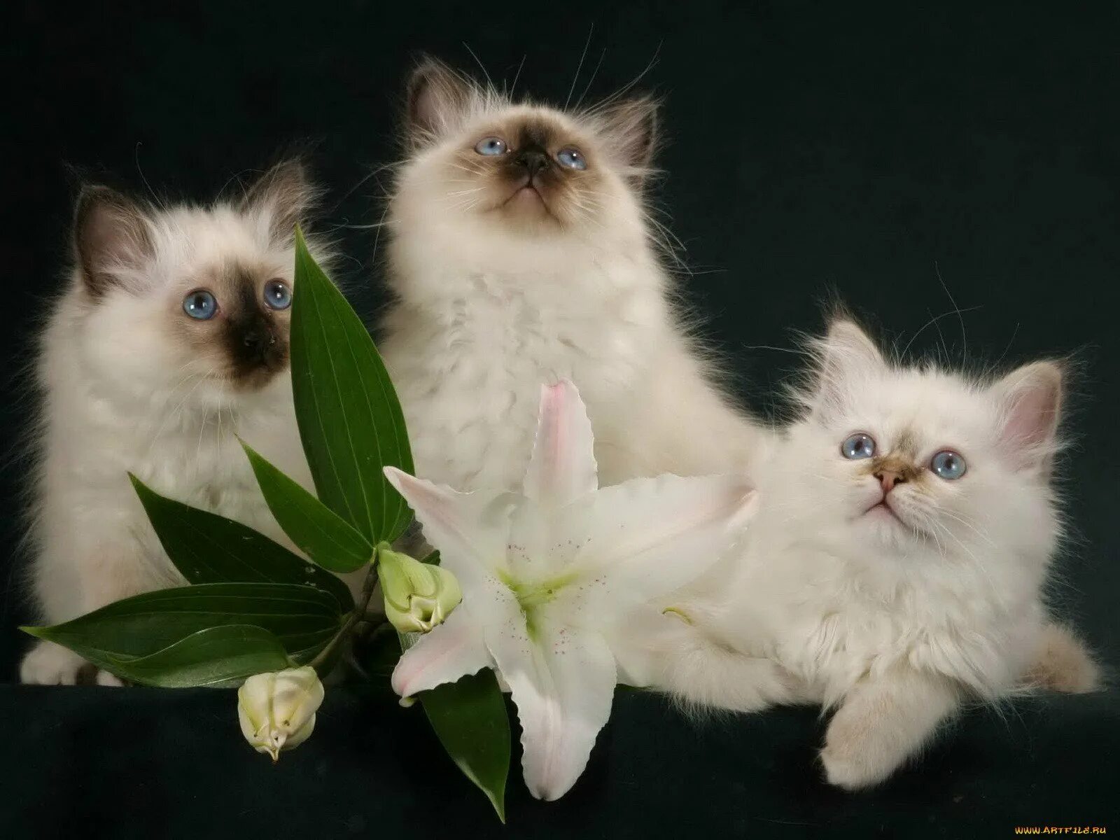 Кошка три дня. Котики и цветы. сиамская кошка с цветами. сиамский котёнок в цветах. сиамский котенок с цветами.