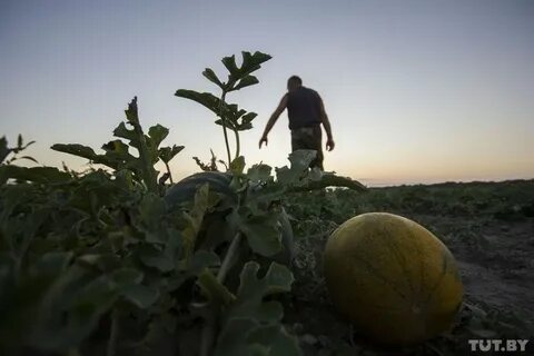 Поле дающее урожай 4 буквы