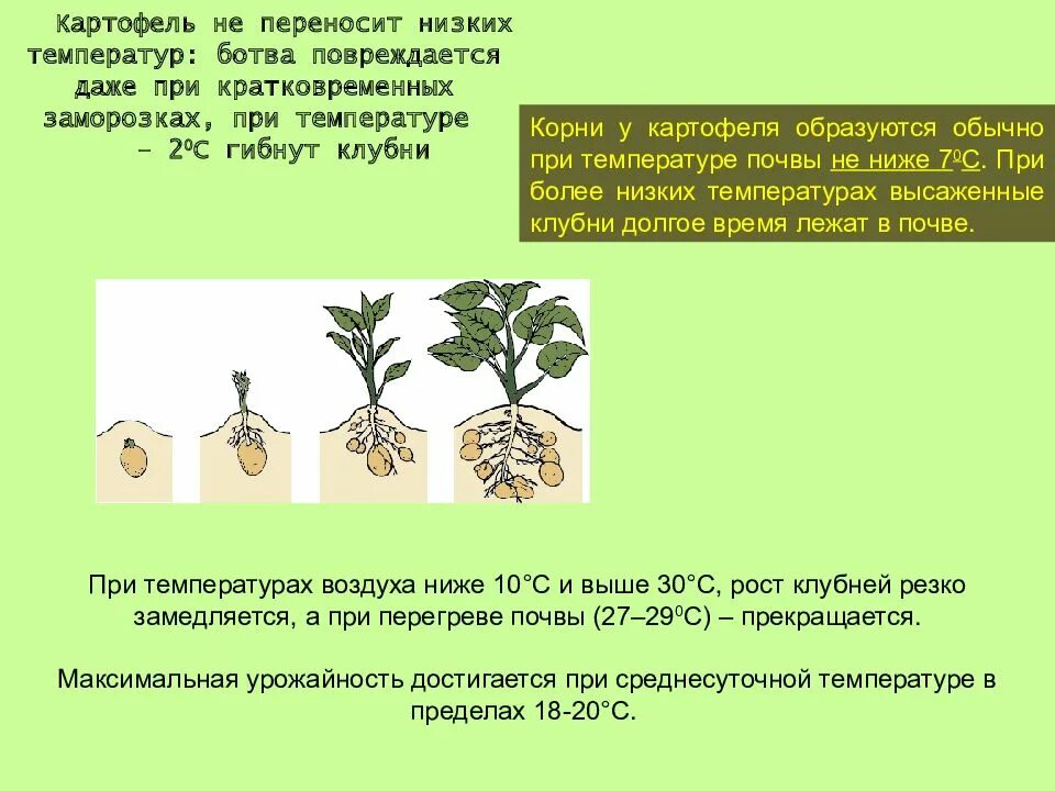 Агротехническое возделывания картофеля. Технологический процесс возделывания картофеля. Голландская технология возделывания картофеля. Технология возделывания картошки. Широкорядная технология возделывания картофеля.