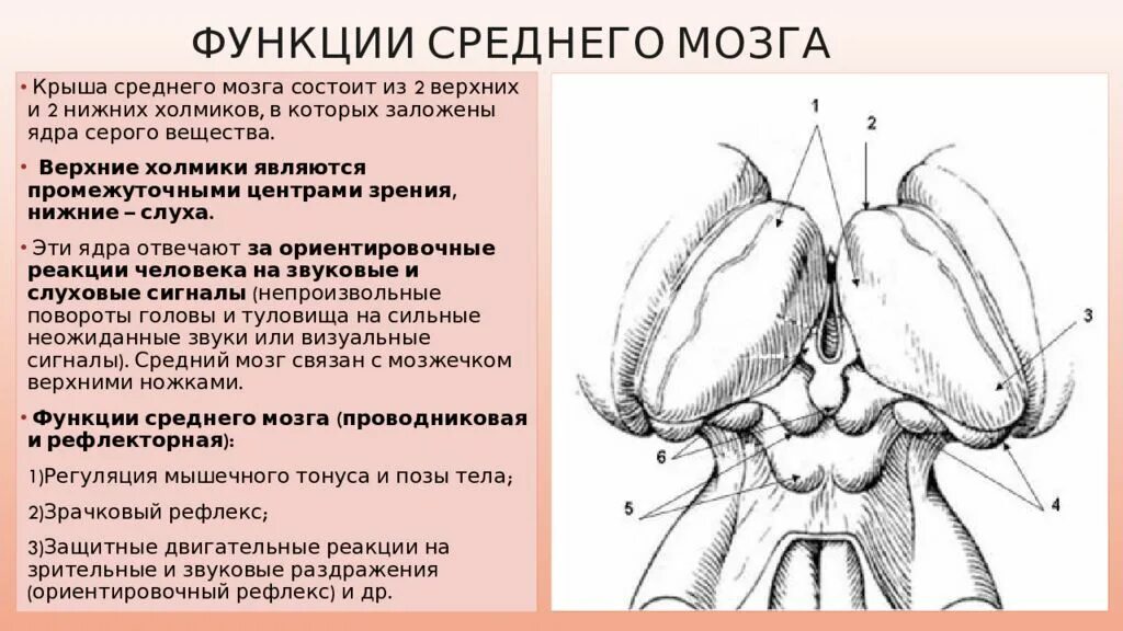 2 холмика. 2 холмика