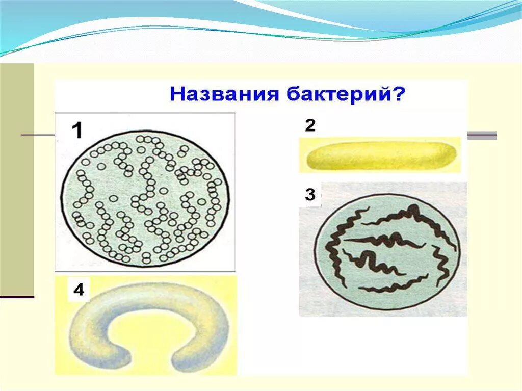 Название 3 бактерий. Бактерии названия. Бактерии названия 5 класс. Бактерии названия для детей. Легкие названия бактерий.