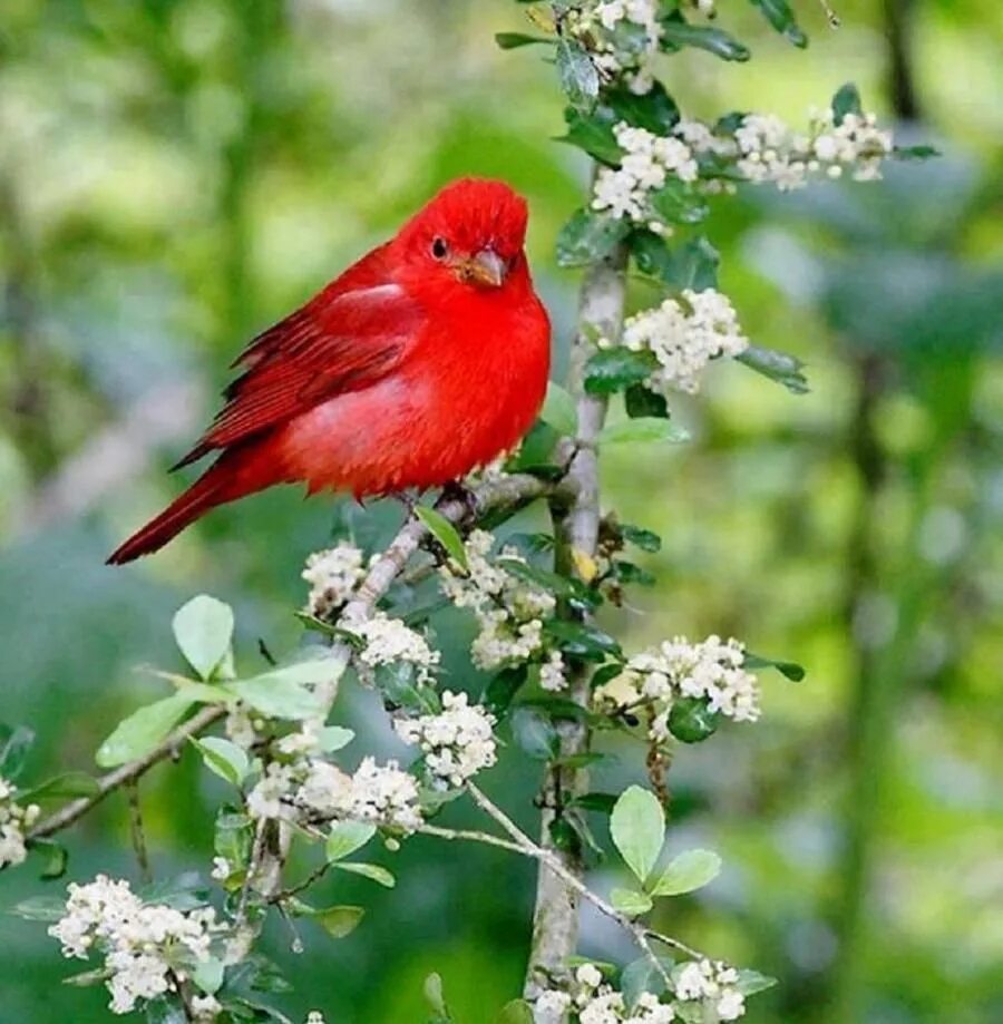 Группа красные птицы. Красная птица. Ярко красная птица. Птичка красного цвета. Летние птицы.