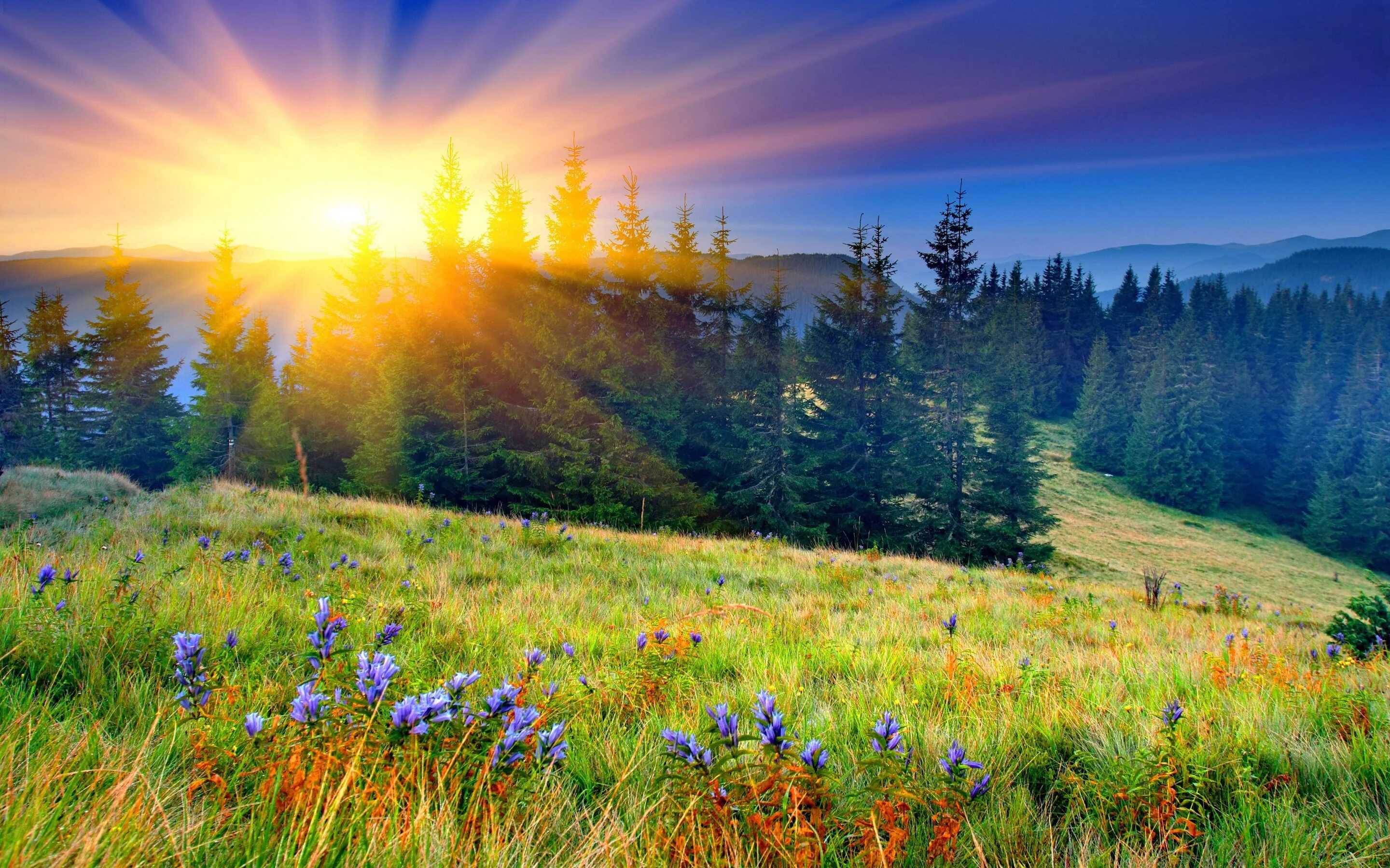 Весеннее солнце осветило землю. Природа солнце. Лето рассвет. Восхитительный пейзаж. Летний рассвет на природе.