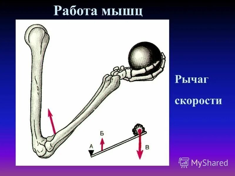 работа мышц рычаги. мышцы в движении. статичная работа мышц. работа мышц рычаги. работа мышц рычаги.