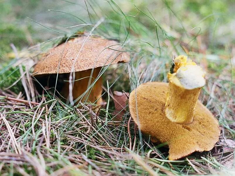 Моховик желто-бурый (suillus variegatus). Моховик гриб. Масленок моховик желто бурый. Моховик желто бурый. Моховик желто бурый.