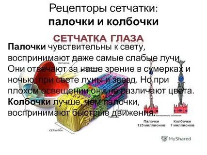 За зрение в сумерках отвечает ют 1