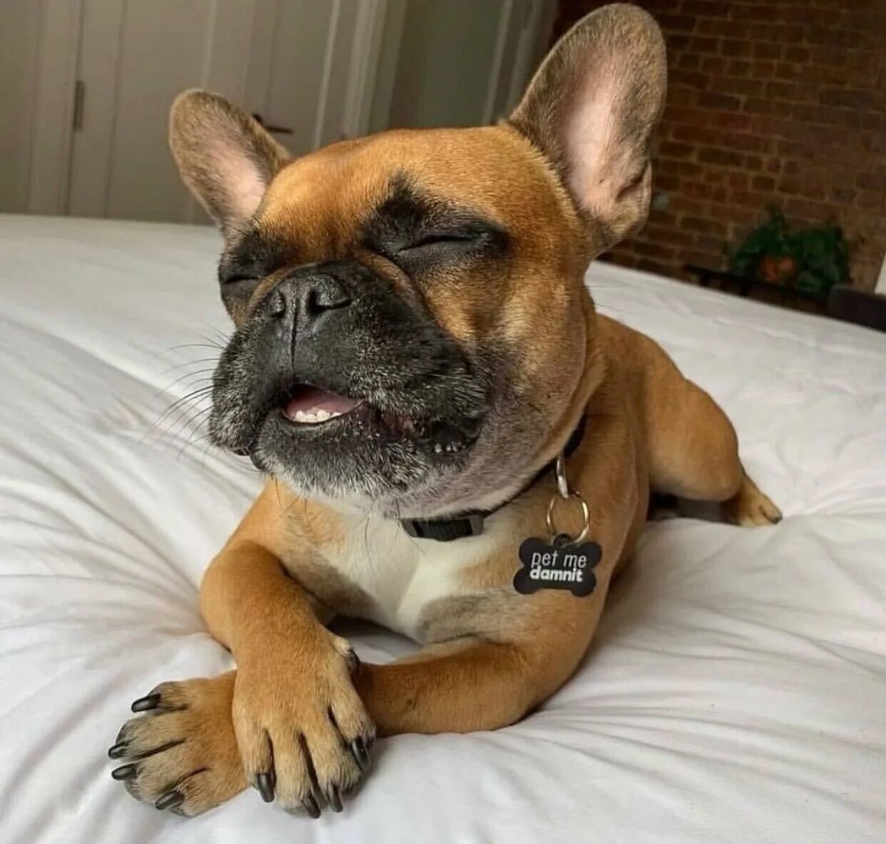 Смешные бульдоги фото. Мохнатый французский бульдог. les becs французские бульдоги. той-бульдог. смешные французские бульдоги.