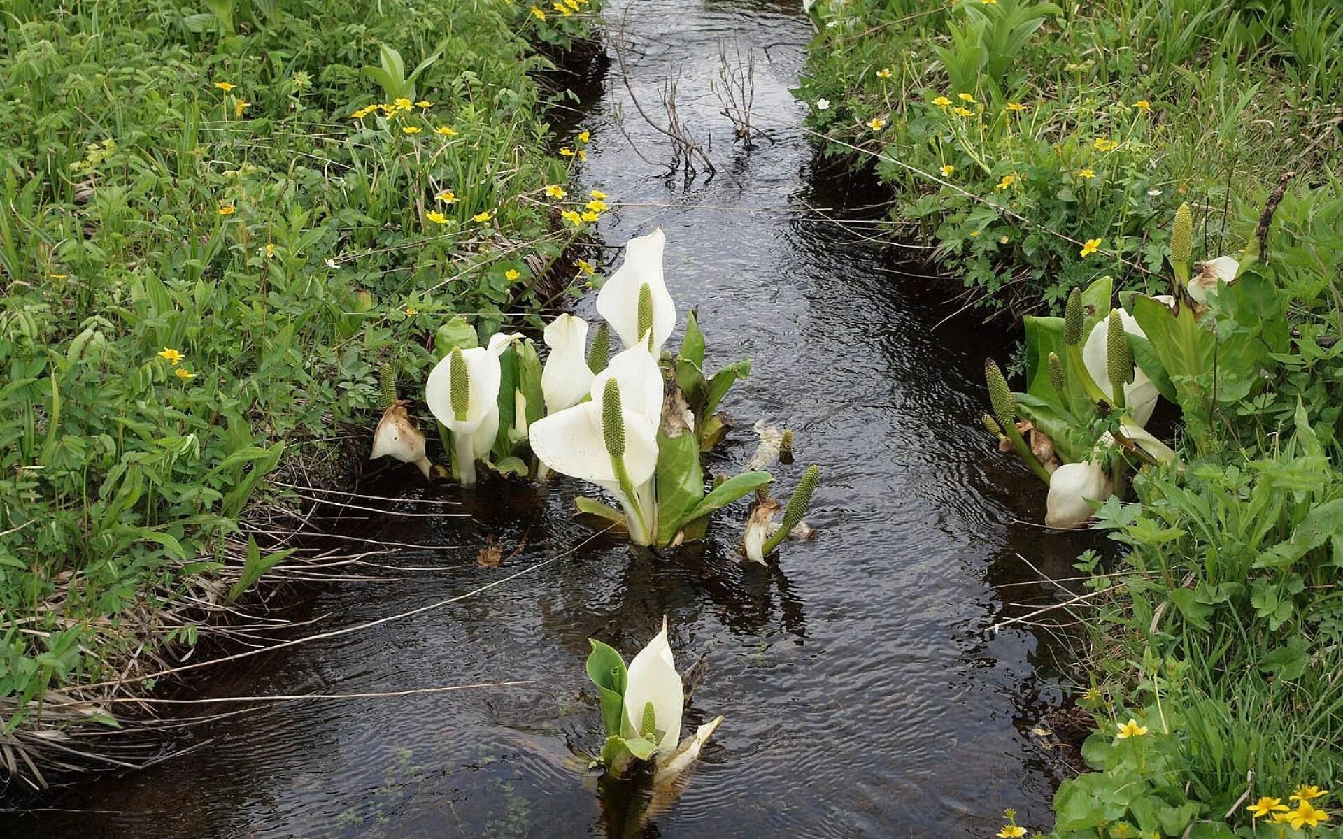 Лизихитон камчатский. Монастырский (ручей). Река черемуха рыбинск. Красивые водопады с цветами. Рябина у ручья.