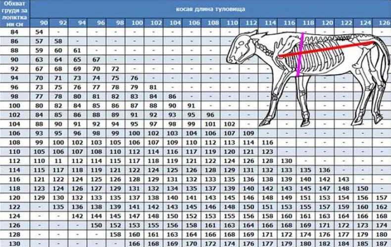 Таблица измерения веса молодняка КРС. Таблица определения живой массы КРС. Таблица живого веса КРС Быков. Как измерить живой вес КРС.