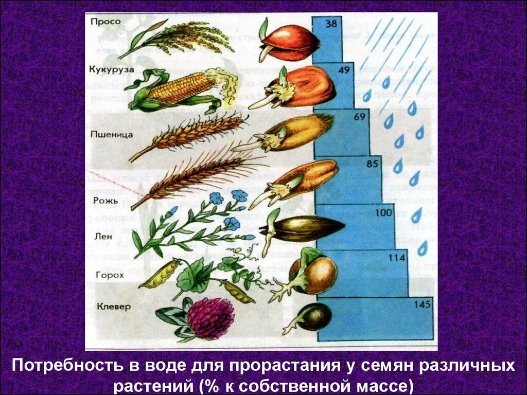 Семена растений. Семена различных растений. Семена растений для презентации. Условия прорастания семян. Семенные растения примеры 6 класс