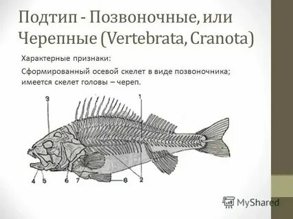 Черепные позвоночные