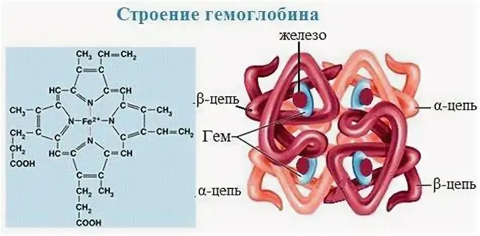 Понижение гемоглобина симптомы. Понижение гемоглобина симптомы