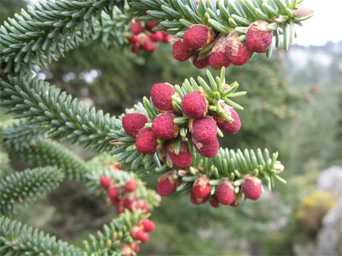 Похоже на хвойное. Abies pinsapo Fastigiata. Пихта испанская glauca. Abies pinsapo 'KELLERIIS'. Пихта Фастигиата.