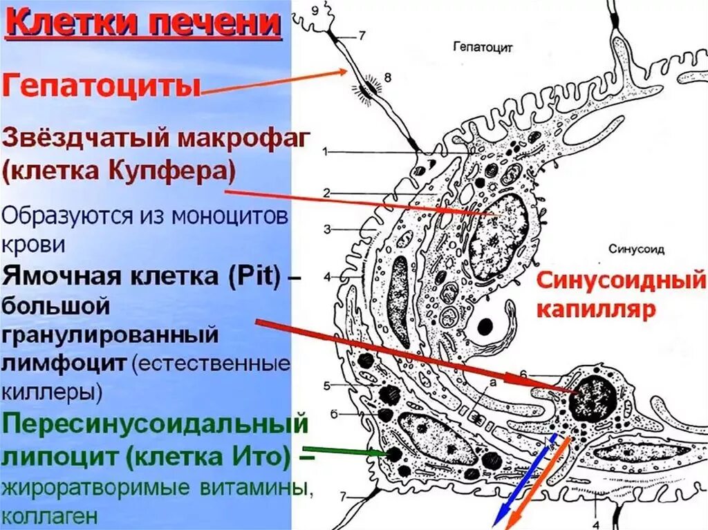 В клетках печени образуются. Pit клетки печени функции. Клетки печени гепатоциты клетки Купфера клетки Ито. Клетки Купфера (звездчатые макрофаги):функции. Клетки Купфера (звездчатые макрофаги) располагаются.