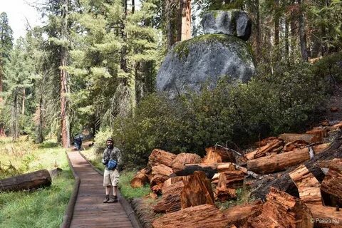 Hard times at sequoia state park