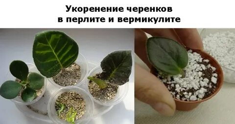 Как укоренить черенки в вермикулите