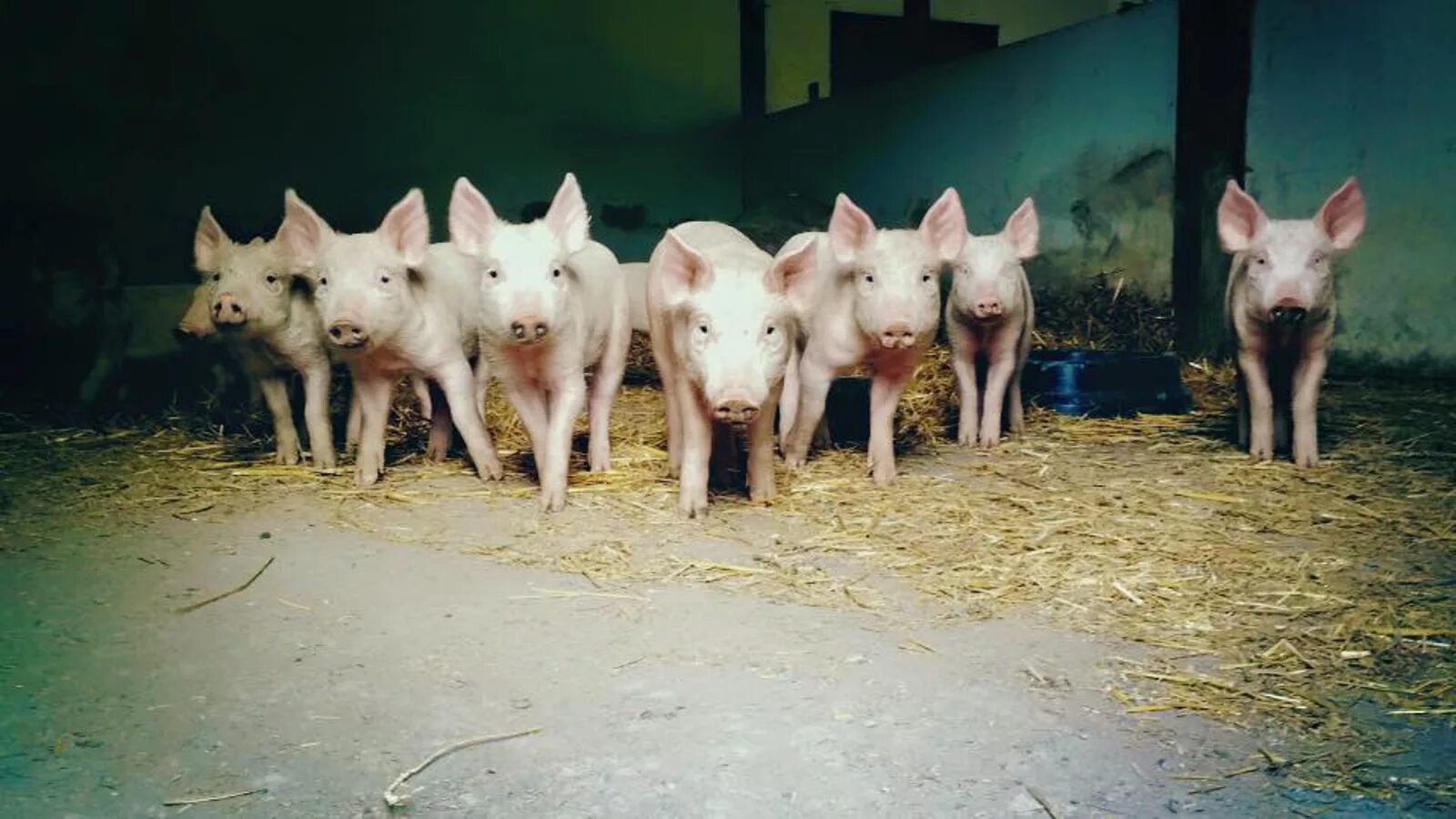 11 свиней. Поросенок.11.11.11. Eleven Pigs.