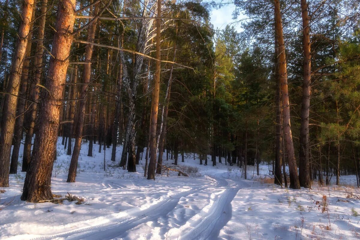 Город сосновый бор пр героев 5. Сосновый бор камеры. Сосновый бор (парк, новосибирск). Учебный центр г. Сосновый бор энгельс шумейка.