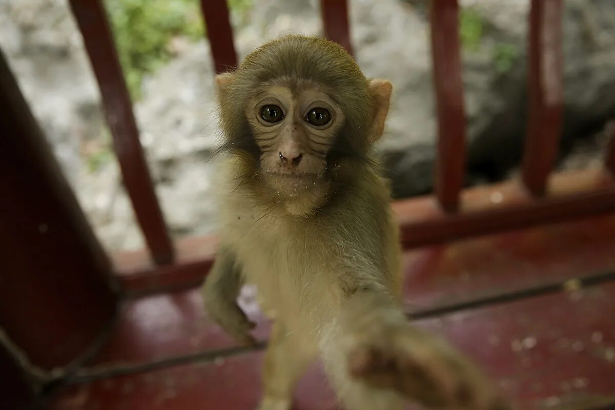 Маленькая обезьянка живая. Обезьянка мария францевна. Маленькая обезьянка живая. Ручная обезьянка. Обезьяна живая.