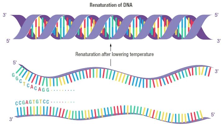 DNA renaturation. Denaturation and renaturation of DNA. Длинная последовательность ДНК. DNA 60 схема.