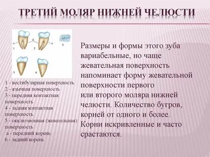 3 моляры нижней челюсти