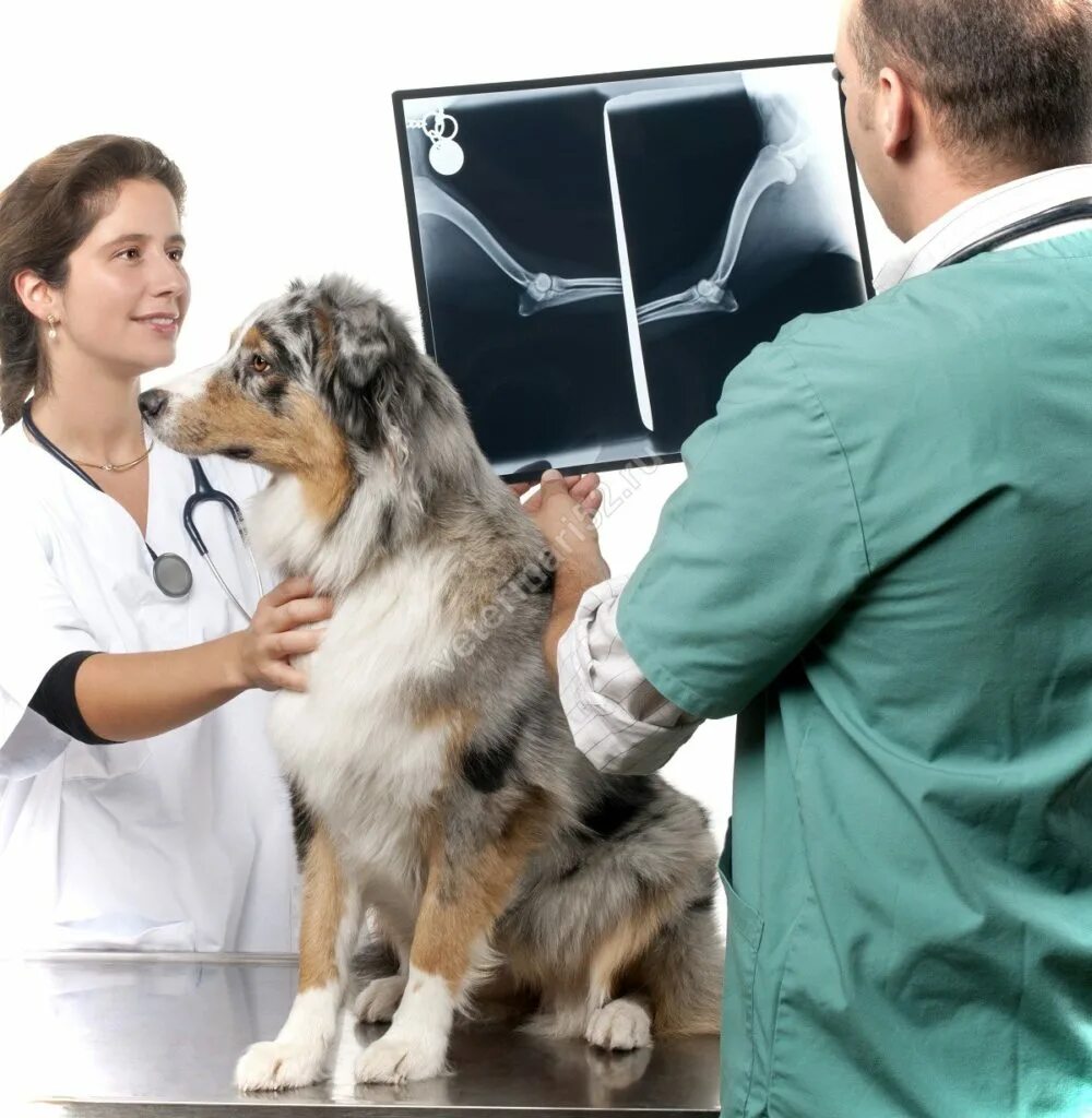 Ветеринар часть 2. Ветеринария. Ветеринарная клиника. Собака в ветеринарной клинике. Рентген ветеринарная клиника.