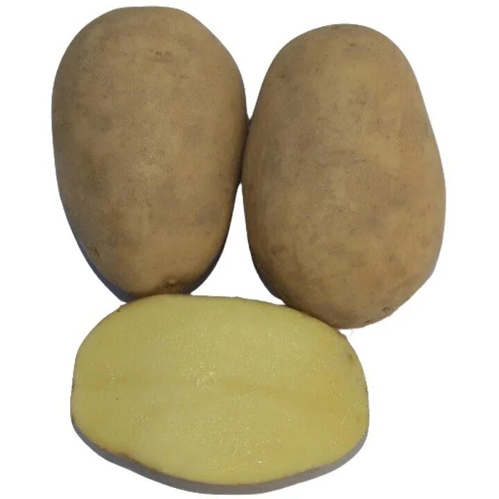 картофель алуэт описание. сорт картофеля алуэт. семенной картофель алуэт. картофель алуэт описание. картофель алуэт описание.