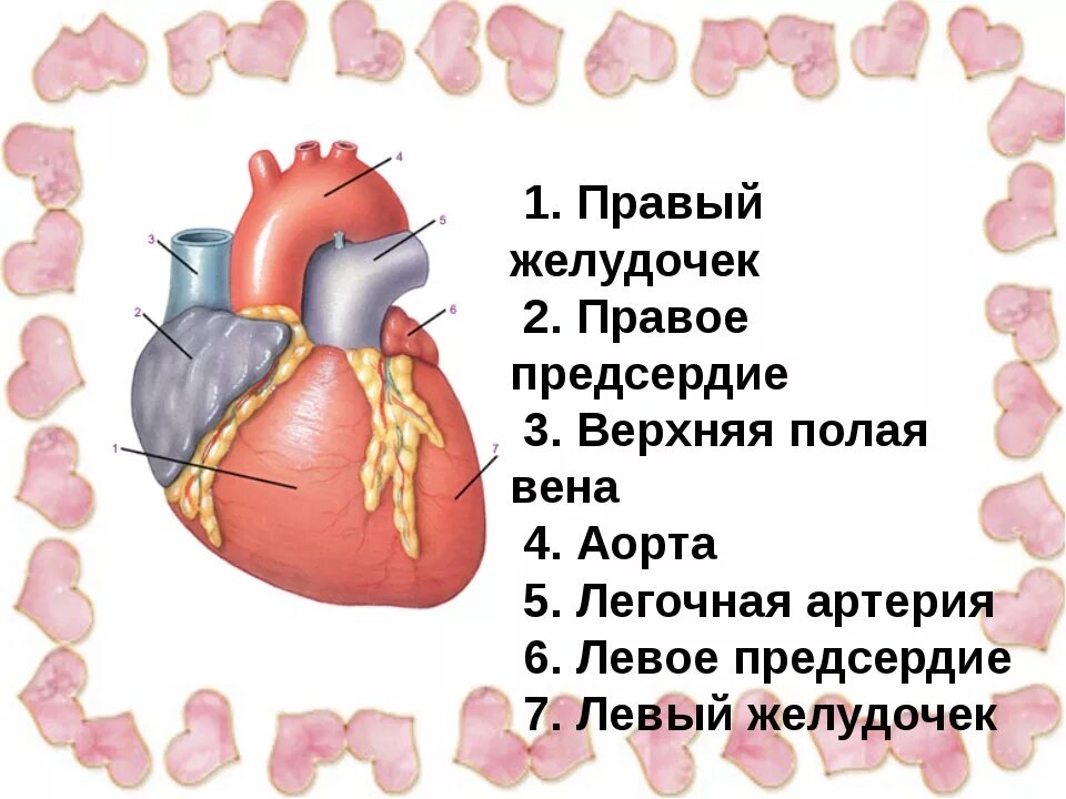 Правое предсердие отделено от правого желудочка. Левый и правый желудочек сердца. Правое предсердие и правый желудочек. Желудок и правое предсердие. Левый желудочек сообщается с.