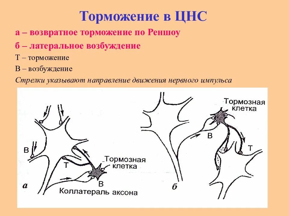 Процесс возбуждения нервных клеток. Возбуждение и торможение в ЦНС. Виды торможения.. Постсинаптическое торможение отдел ЦНС. Возбуждение и торможение в нервной системе схема. Схемы торможения в ЦНС.