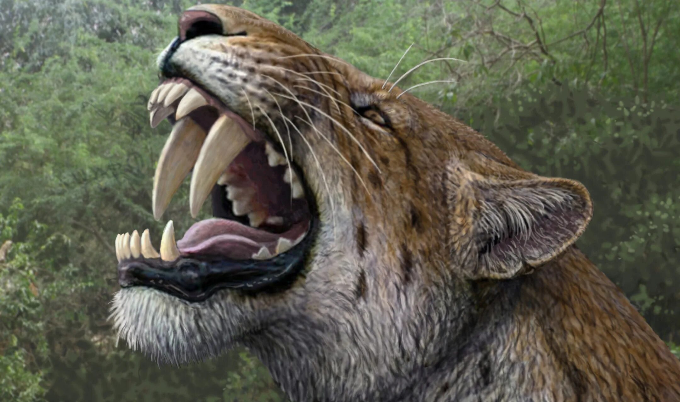 Smilodon. Cмилодон (Саблезубый тигр). Махайрод Смилодон. Саблезубый тигр Махайрод. Саблезубые тигры Смилодоны.