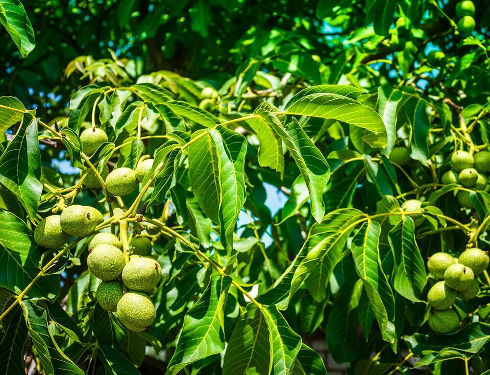 Орех грецкий (juglans regia). Орех грецкий (juglans regia). Орех грецкий (juglans regia). Грецкий орех идеал дерево. Грецкий орех «астаховский».