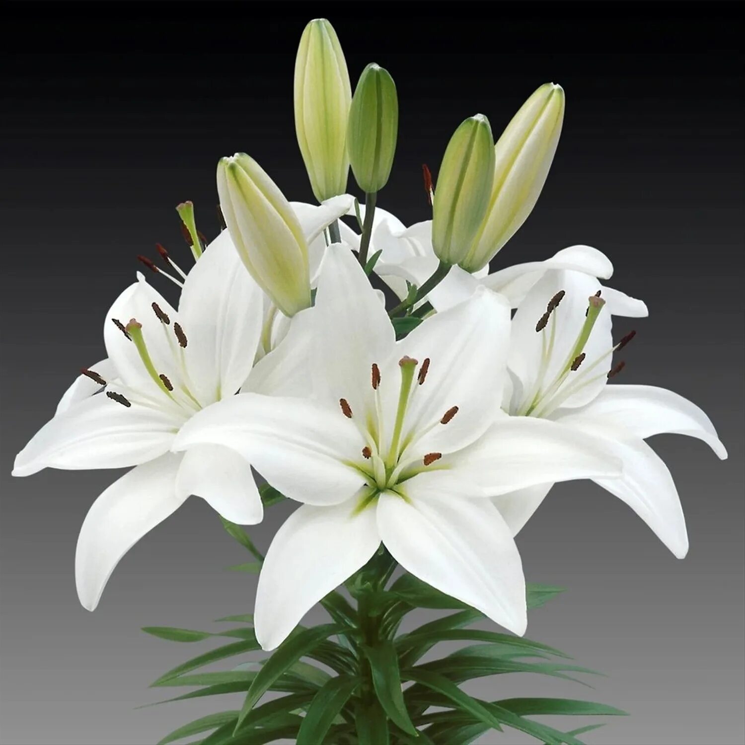 Сколько стоят цветы лилии. Лилия Lilium Asiatic White. Лилия Уайт саунд. Лилия Уайт браш. Лилия белая (Lilium candidum).