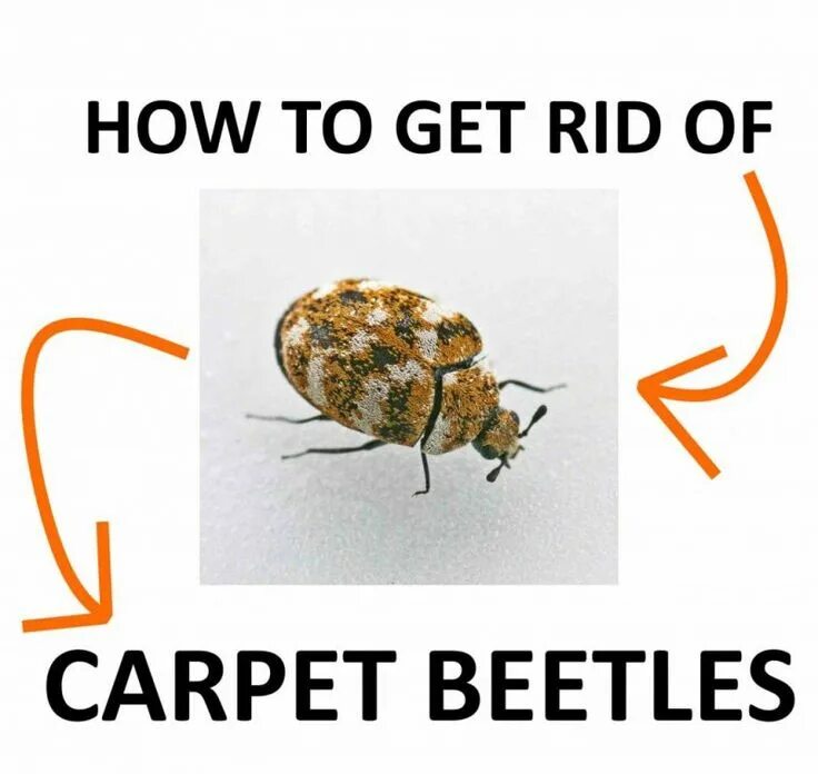 Get rid of adds. Get rid of. it&#039;s time to get rid of the old carpet.