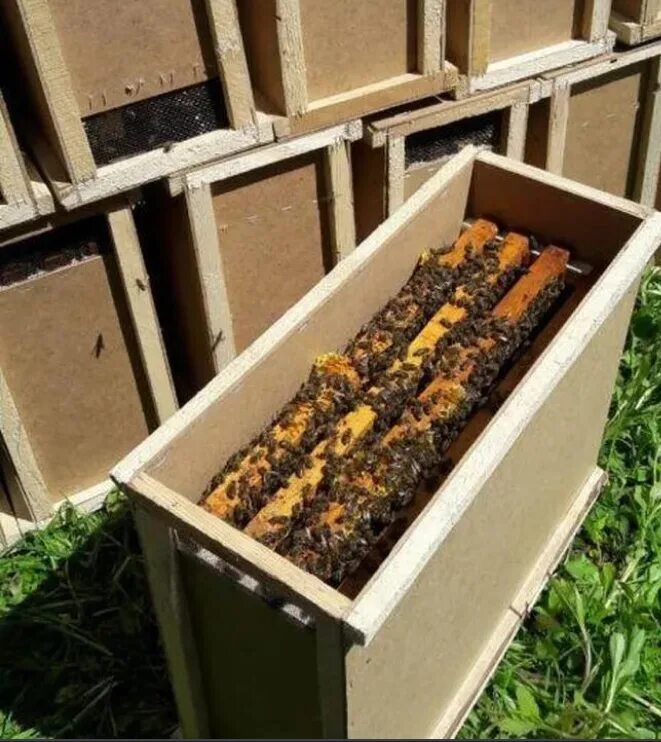 Купить пчелопакеты в воронежской области. Пчелопакеты пчелы. Пчелопакеты Бакфаст. Пчёлы Карника пчелопакеты. Пчелопакеты 4-х рамочные.