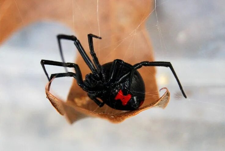 Pin by Santiago Fischer on animales Spider species, Spider, Arachnids