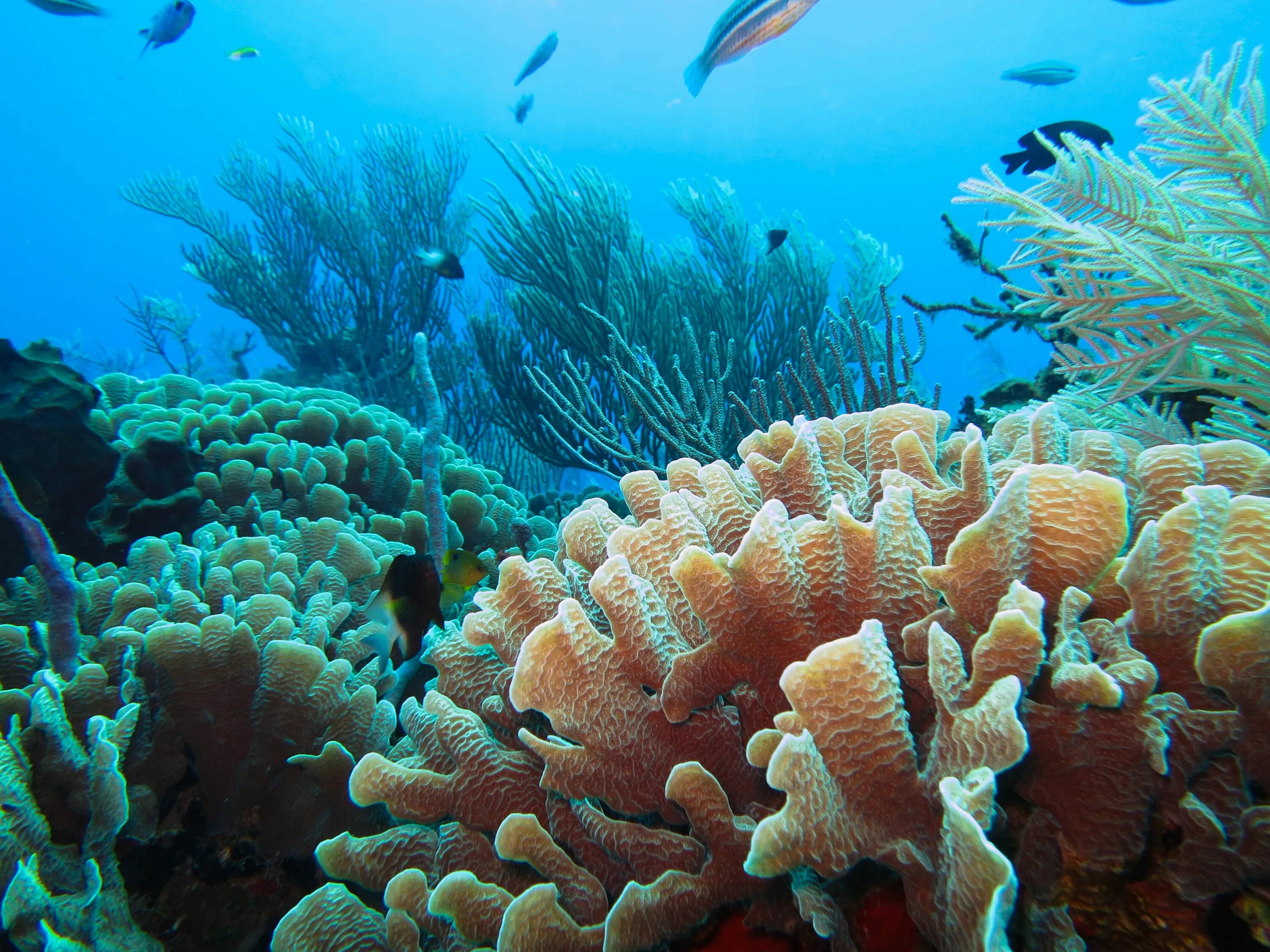 The coral has. Коралловый Барьерный риф. Полипы Барьерный риф. Барьерный риф кораллы. Водоросли большого барьерного рифа.