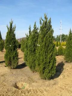 Можжевельник спартан