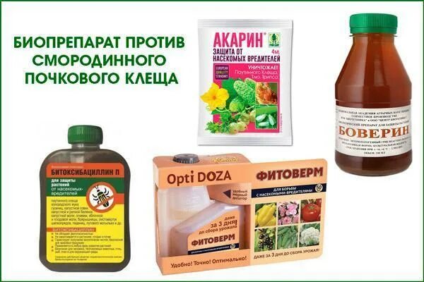 Обработка смородины от клеща весной