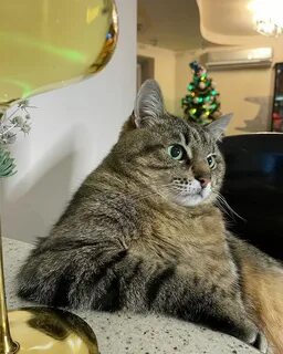 Кошки новое видео