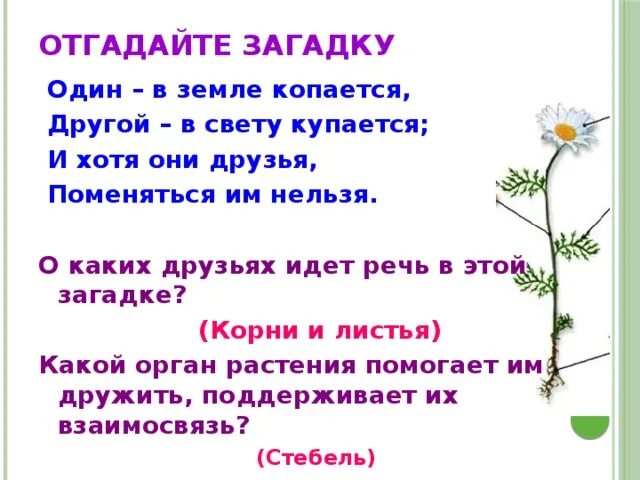 Загадки о цветах для детей. Загадки про растения. Загадки про растения с ответами. Загадка на слово растение. Загадки о лечебных травах.