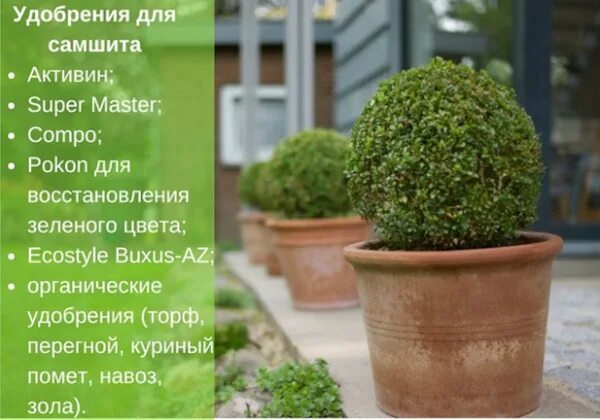 Чем удобрять самшит. Самшит колхидский куст. самшит вечнозеленый семена. удобрение для самшита. подкормка для самшита летом.