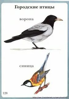 В сравнении с большой синицей ворона