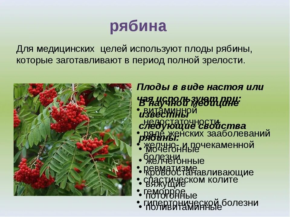 Рябина красная полезные. Растения в домашней аптечке. Лекарственные травы рябина. Рябина характеристика.